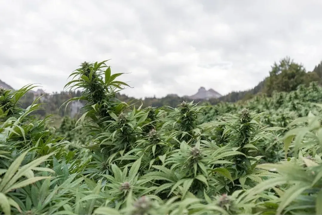 Cannabis und seine Ursprünge – Bild 1