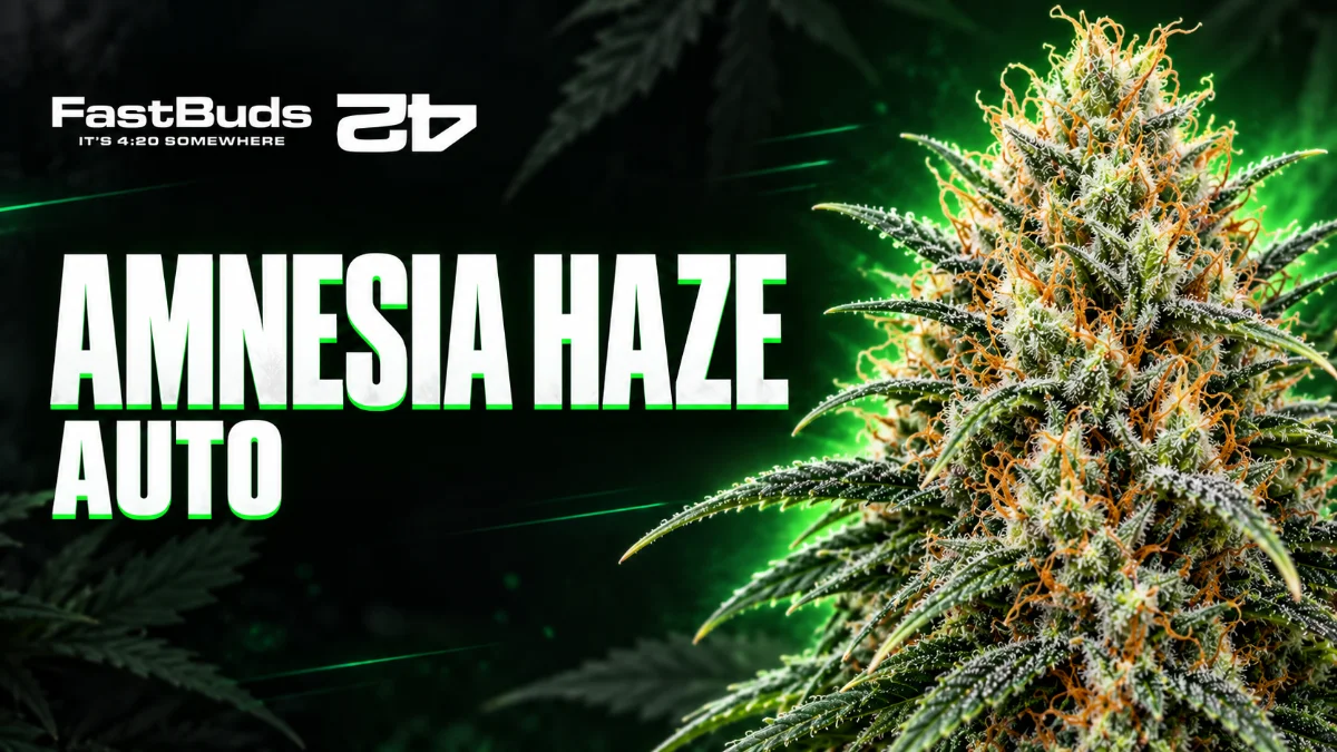 Amnesia Haze Auto kaufen