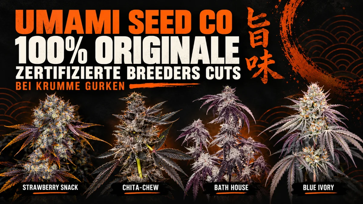 Umami Seed Co Breeders Cuts bei Krumme Gurken – 100 % originale, zertifizierte Stecklinge der Sorten Strawberry Snack, Chita-Chew, Bath House und Blue Ivory.