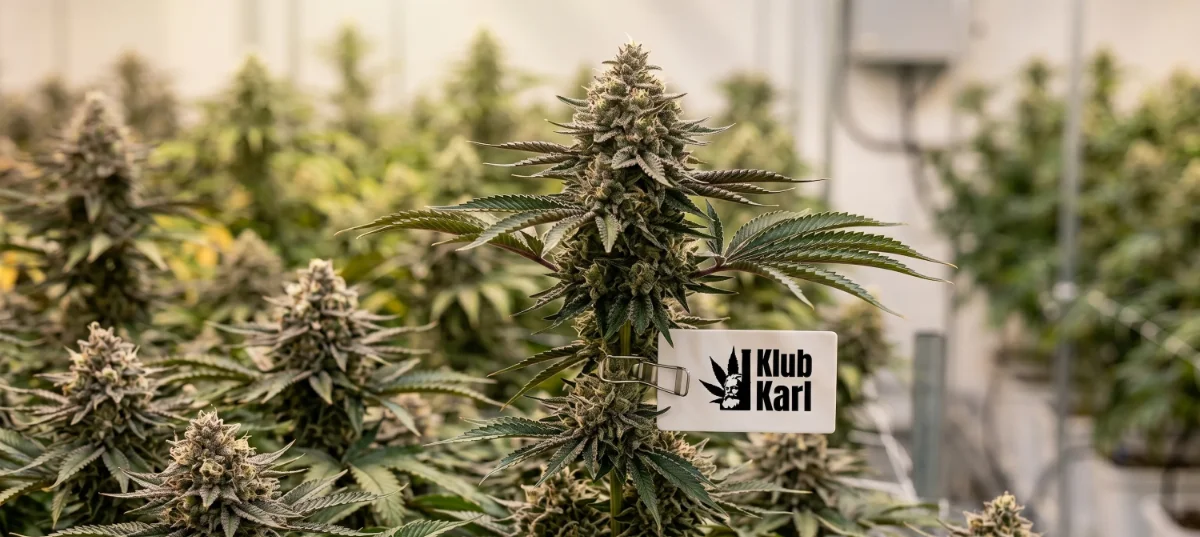 Klub Karl Ernte