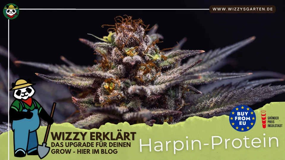 Eine Nahaufnahme einer Cannabis-Pflanze mit dunkel lilafarbenen Blättern. Aus den Blüten wachsen zahlreiche braune Härchen und einige wenige, hellgrüne Kelche (Calyxe). Die vielen Trichome sind deutlich zu erkennen und erscheinen milchig-weiß auf der Blüte. Im unteren Bereich des Bildes sieht man einen Abschnitt, der wie ein abgerissenes Stück Papier aussieht – darauf steht: „Wizzy erklärt Harpin Protein, das Upgrade für deinen Grow – hier im Blog.“