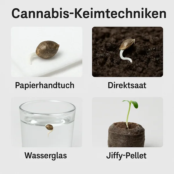 🌱 Cannabissamen keimen – Dein kompletter Guide