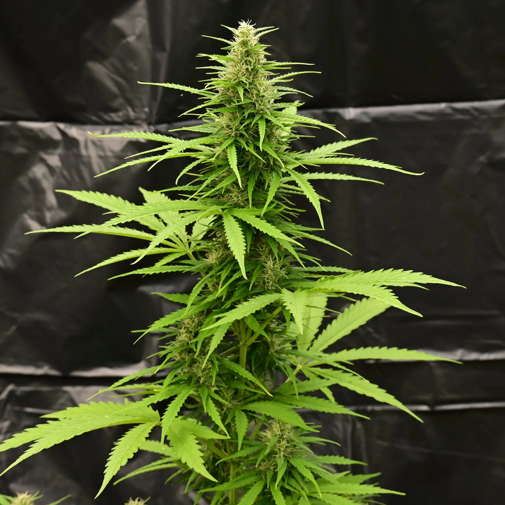 🌿 Optimale Wachstumswerte für den Cannabis-Grow