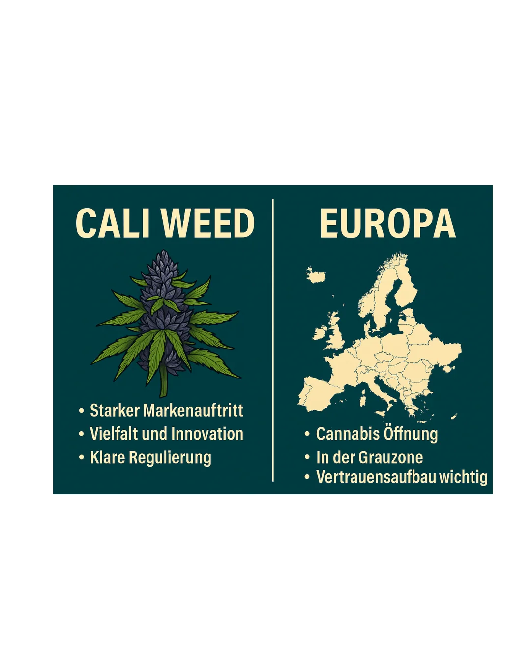 „Infografik über den Erfolg von Cali Weed mit Fokus auf Premium-Qualität, Branding und Marketing im Vergleich zu Europa.“