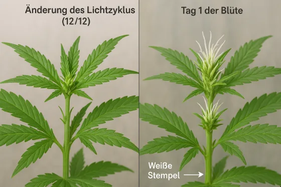 Fotorealistische Vergleichsillustration einer Cannabispflanze im frühen Blütestadium: links beim Wechsel auf den 12/12-Lichtzyklus ohne Blütenansatz, rechts nach 7–10 Tagen mit deutlich sichtbaren weißen Stempeln (Pistillen) an den Blütenknoten. Beschriftet auf Deutsch mit ‚Änderung des Lichtzyklus (12/12)‘, ‚Tag 1 der Blüte‘ und Pfeil auf ‚Weiße Stempel.