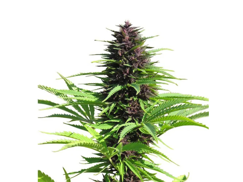 Shaman Dutch Passion