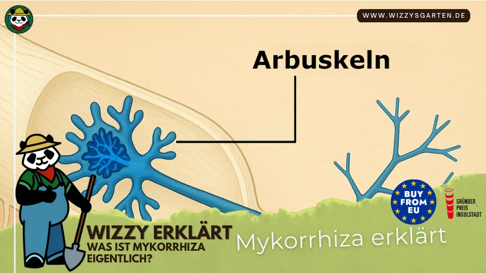 Ein Erklärbild, welches eine Wurzel zeigt in der eine baumähnliche Struktur wächst die man ARbuskelkn nennt. Sie sind ein feines Gewebe von Mykorrhiza Pilzen, die mit den Wurzeln verwachsen