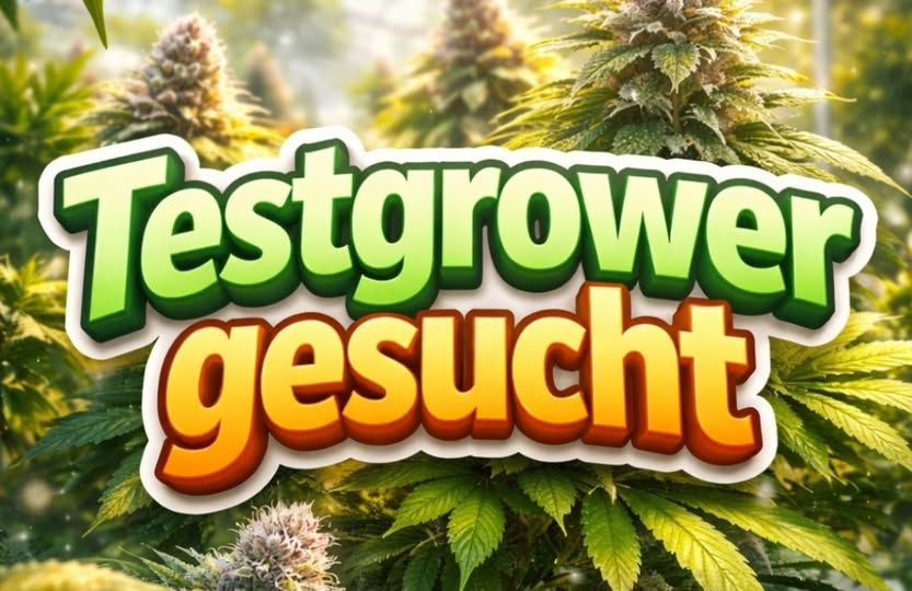Pot Spot sucht Testgrower: Cannabis-Pflanze im Indoor-Grow mit Messdaten, transparente Testgrows für objektive Strain-Bewertung und Unterstützung kleiner Breeder