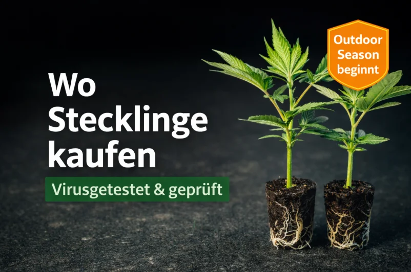 Cannabis Stecklinge kaufen – Überblick zu legalen Bezugsquellen, Qualitätsmerkmalen und Outdoor Season Beginn – Vergleich von Alternativen zu klassischen Stecklingen in Deutschland 2026
