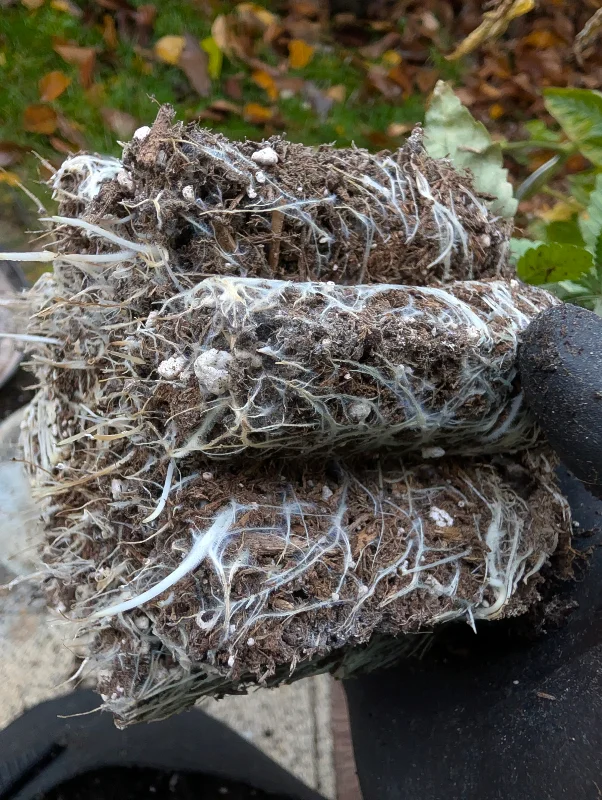 Wurzelballen einer Pflanze mit sichtbarem weißen Mykorrhiza-Hyphen-Netzwerk – dichte Pilzfäden durchziehen die Erde und Wurzeln als Zeichen aktiver arbuskulärer Mykorrhiza-Symbiose