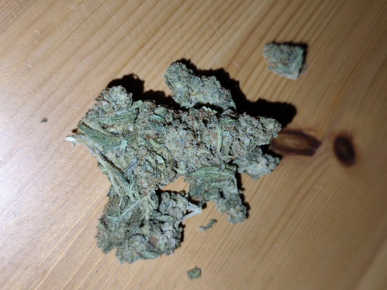 Royal Gorilla 24/1 Nero