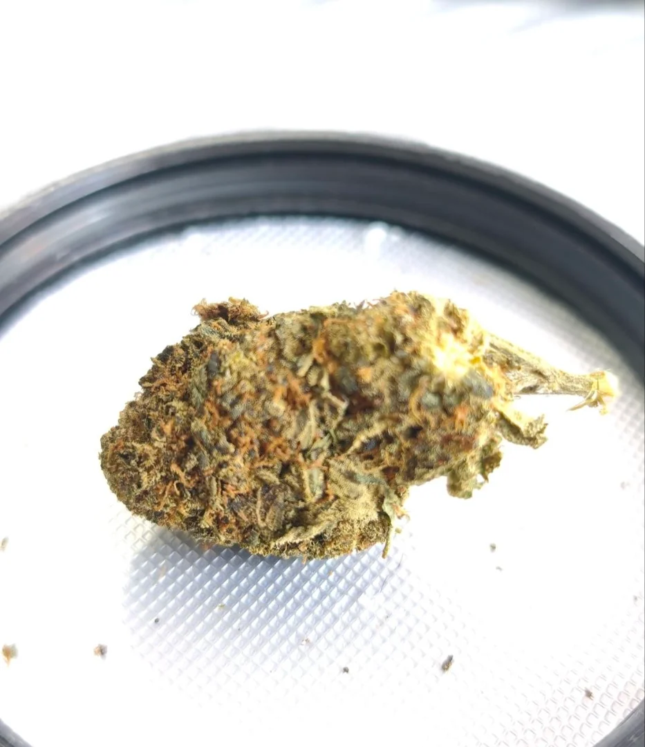 Cheddar Cheese CannaXChange CC 25/1