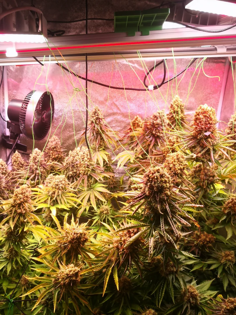 BerryBoom Greendreamseeds