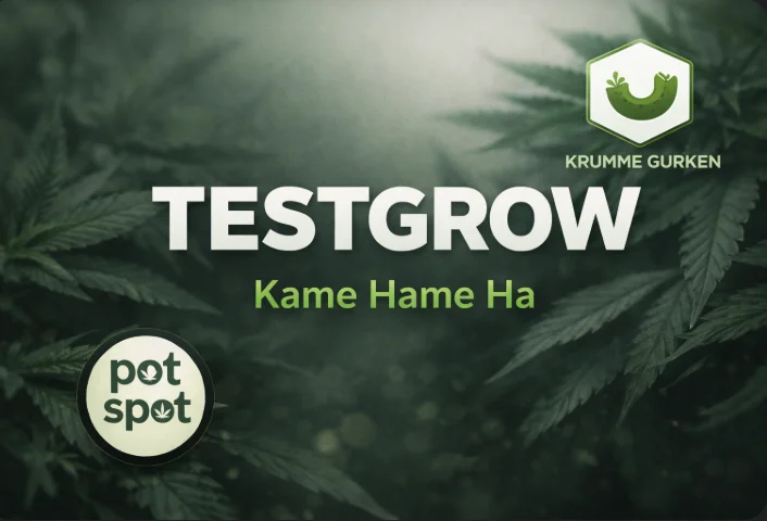 Kame Hame Ha